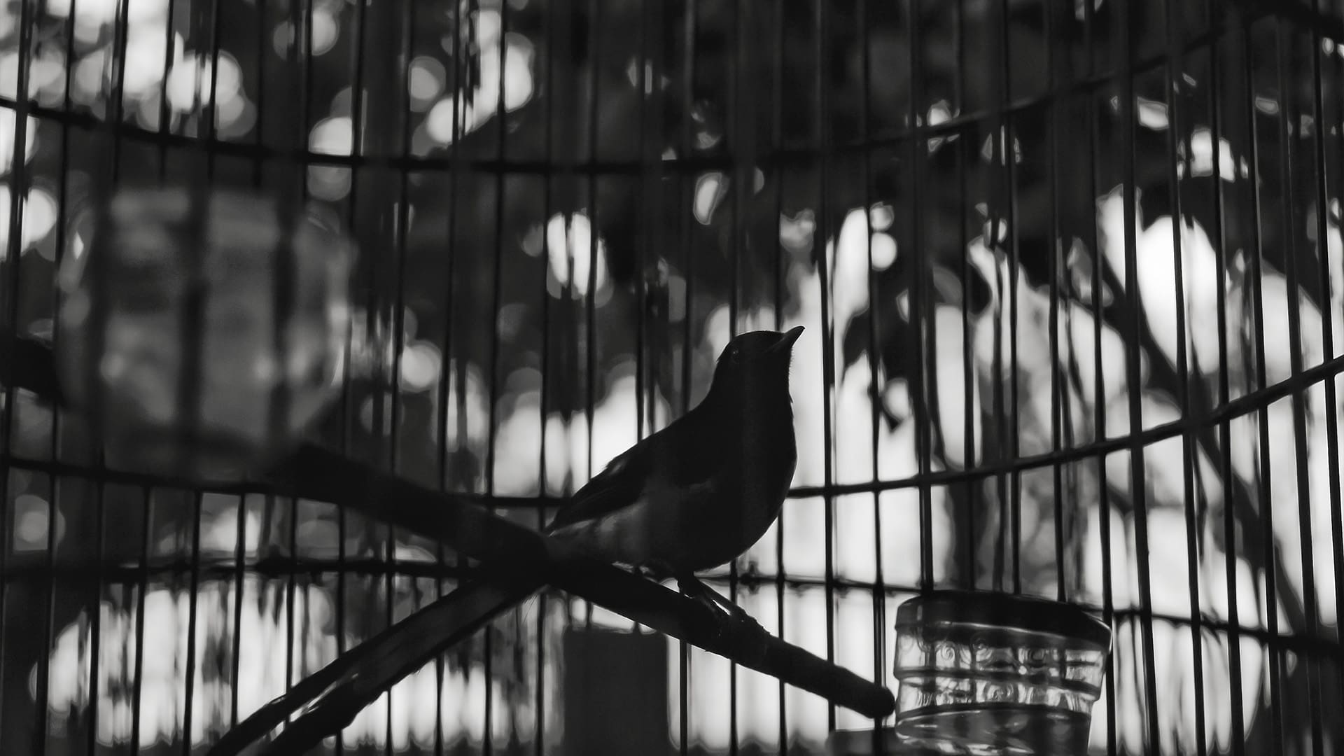 Beyond the Cage and Fog